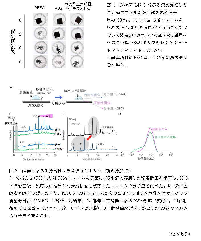 図1 糸状菌B47-9培養ろ液に浸漬した生分解性フィルムが分解される様子;図2 酵素による生分解性プラスチックポリマー鎖の分解特性