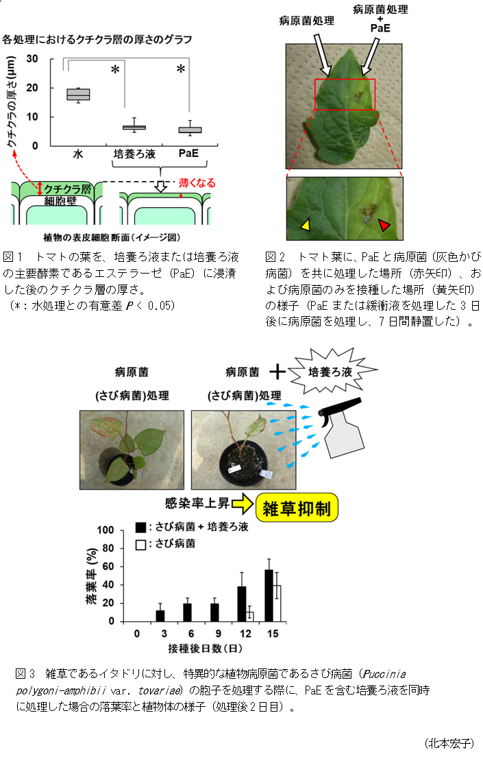 図1 トマトの葉を、培養ろ液または培養ろ液の主要酵素であるエステラーゼ(PaE)に浸漬した後のクチクラ層の厚さ,図2 トマト葉に、PaEと病原菌(灰色かび病菌)を共に処理した場所(赤矢印)、および病原菌のみを接種した場所(黄矢印)の様子(PaEまたは緩衝液を処理した3日後に病原菌を処理し、7日間静置した),図3 雑草であるイタドリに対し、特異的な植物病原菌であるさび病菌(Puccinia polygoni-amphibii var. tovariae)の胞子を処理する際に、PaEを含む培養ろ液を同時に処理した場合の落葉率と植物体の様子(処理後2日目)