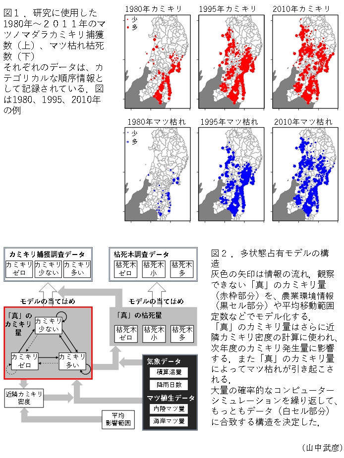 図1.研究に使用した1980年～2011年のマツノマダラアミキリ捕獲数(上)、松枯れ枯死数(下),図2.多状態占有モデルの構造