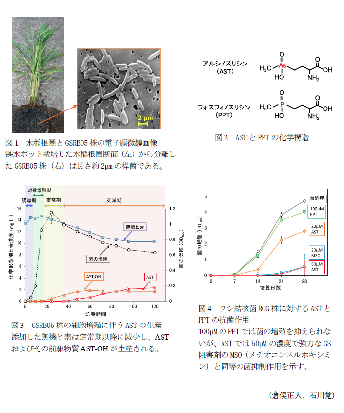 図1 水稲根圏とGSRB05株の電子顕微鏡画像,図2 ASTとPPTの化学構造,図3 GSRB05株の細胞増殖に伴うASTの生産,図4 ウシ結核菌BCG株に対するASTとPPTの抗菌作用