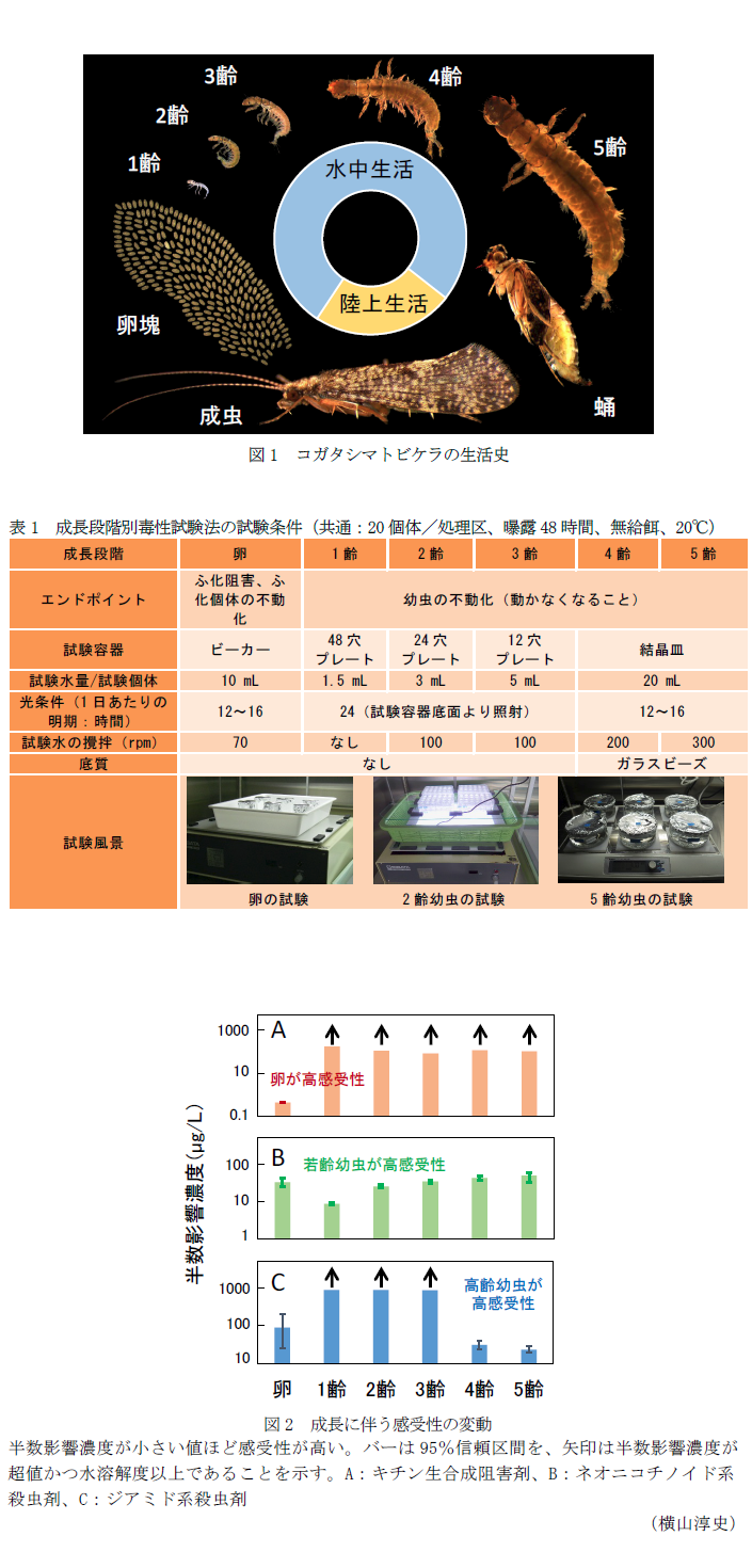 図1 コガタシマトビケラの生活史,表1 成長段階別毒性試験法の試験条件,図2 成長に伴う感受性の変動