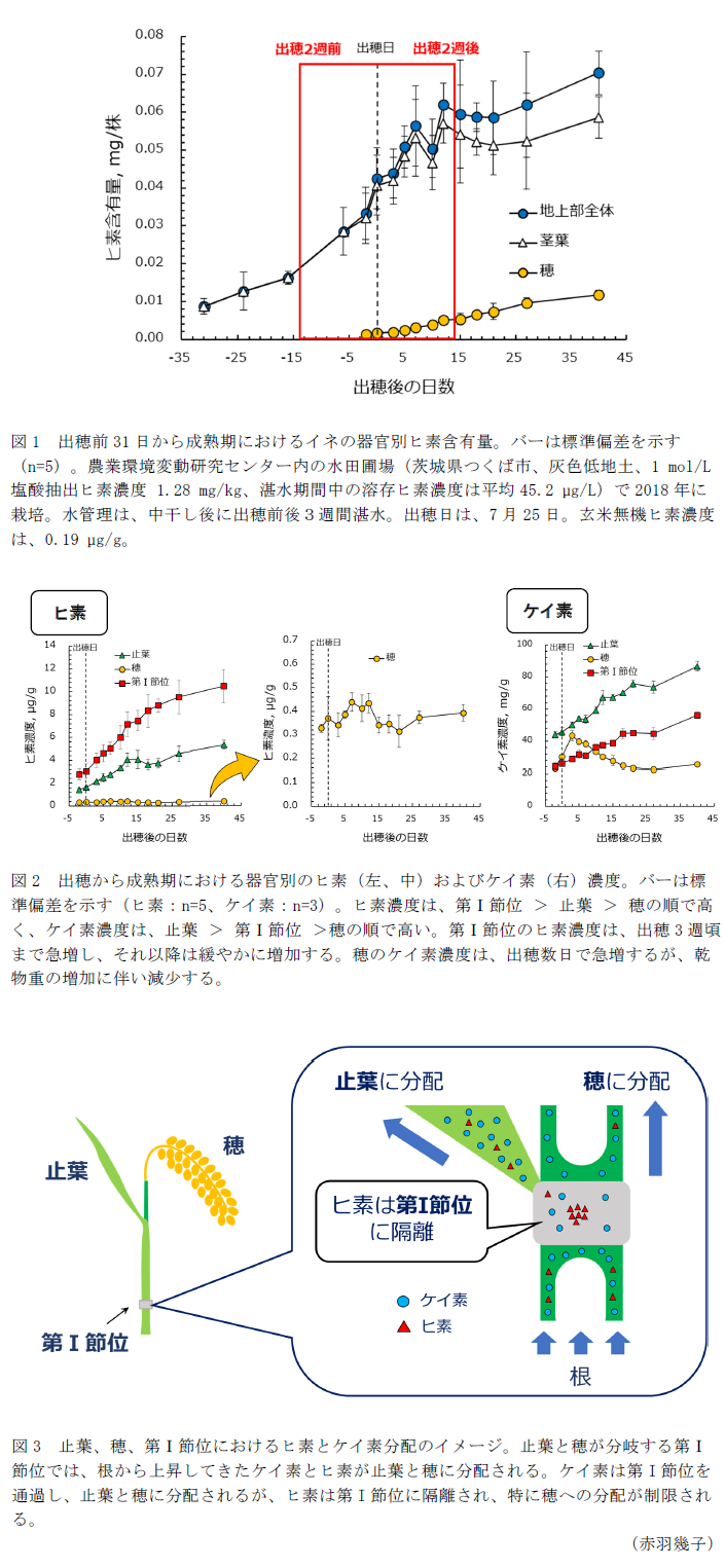 図1 出穂前31日から成熟期におけるイネの器官別ヒ素含有量。バーは標準偏差を示す(n=5)。,図2 出穂から成熟期における器官別のヒ素(左、中)およびケイ素(右)濃度。バーは標準偏差を示す(ヒ素:n=5、ケイ素:n=3)。,図3 止葉、穂、第I節位におけるヒ素とケイ素分配のイメージ。