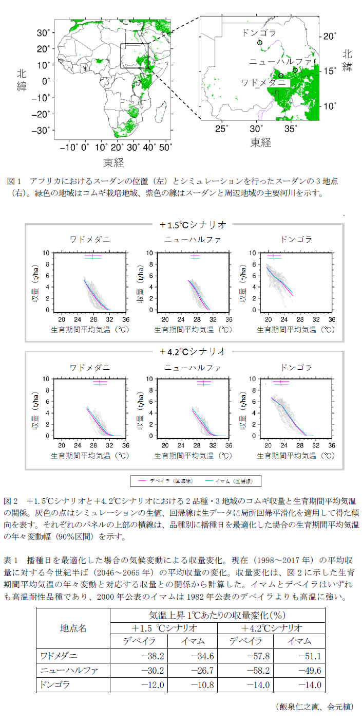 図1 アフリカにおけるスーダンの位置(左)とシミュレーションを行ったスーダンの3地点(右)。緑色の地域はコムギ栽培地域、紫色の線はスーダンと周辺地域の主要河川を示す。,図2 +1.5°Cシナリオと+4.2°Cシナリオにおける2品種・3地域のコムギ収量と生育期間平均気温の関係。,表1 播種日を最適化した場合の気候変動による収量変化。現在(1998～2017年)の平均収量に対する今世紀半ば(2046～2065年)の平均収量の変化。