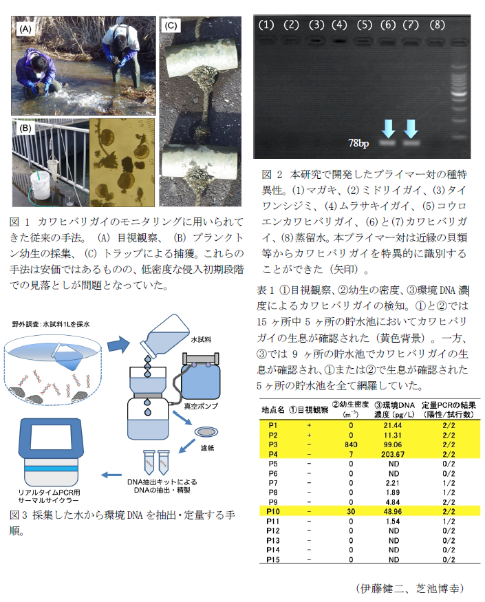 図1 カワヒバリガイのモニタリングに用いられてきた従来の手法。(A)目視観察、(B)プランクトン幼生の採集、(C)トラップによる捕獲。,図2 本研究で開発したプライマー対の種特異性。(1)マガキ、(2)ミドリイガイ、(3)タイワンシジミ、(4)ムラサキイガイ、(5)コウロエンカワヒバリガイ、(6)と(7)カワヒバリガイ、(8)蒸留水。,表1 ①目視観察、②幼生の密度、③環境DNA濃度によるカワヒバリガイの検知。,図3 採集した水から環境DNAを抽出・定量する手順。