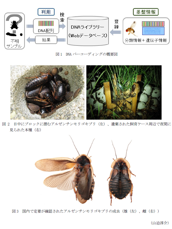 図1 DNAバーコーディングの概要図,図2 日中にブロックに潜むアルゼンチンモリゴキブリ(左)、遺棄された飼育ケース周辺で夜間に見られた本種(右),図3 国内で定着が確認されたアルゼンチンモリゴキブリの成虫(雄(左)、雌(右))