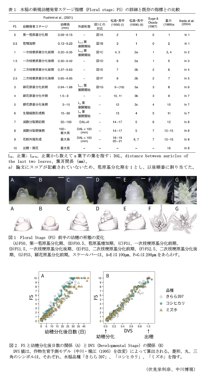 表1 水稲の新規幼穂発育ステージ指標(Floral stage; FS)の詳細と既存の指標との比較,図1 Floral Stage (FS) 前半の幼穂の形態の変化,図2 FSと幼穂分化後日数の関係(A)とDVS(Developmental Stage)の関係(B)