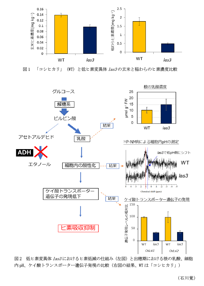 図1 「コシヒカリ」(WT)と低ヒ素変異体las3の玄米と稲わらのヒ素濃度比較,図2 低ヒ素変異体las3におけるヒ素低減の仕組み(左図)と出穂期における根の乳酸、細胞内pH、ケイ酸トランスポーター遺伝子発現の比較(右図の結果、WTは「コシヒカリ」)