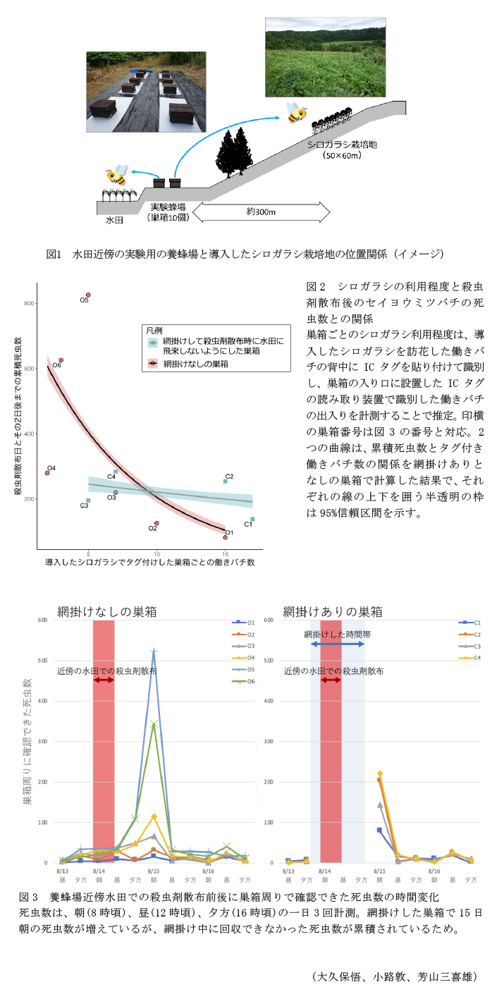 図1 水田近傍の実験用の養蜂場と導入したシロガラシ栽培地の位置関係(イメージ),図2 シロガラシの利用程度と殺虫剤散布後のセイヨウミツバチの死虫数との関係,図3 養蜂場近傍水田での殺虫剤散布前後に巣箱周りで確認できた死虫数の時間変化