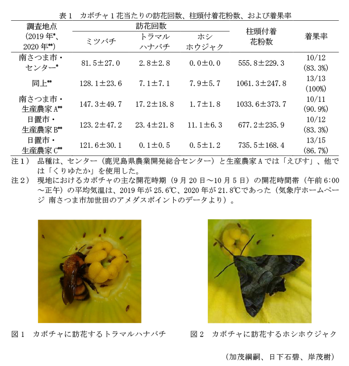 表1 カボチャ1花当たりの訪花回数、柱頭付着花粉数、および着果率,図1 カボチャに訪花するトラマルハナバチ,図2 カボチャに訪花するホシホウジャク