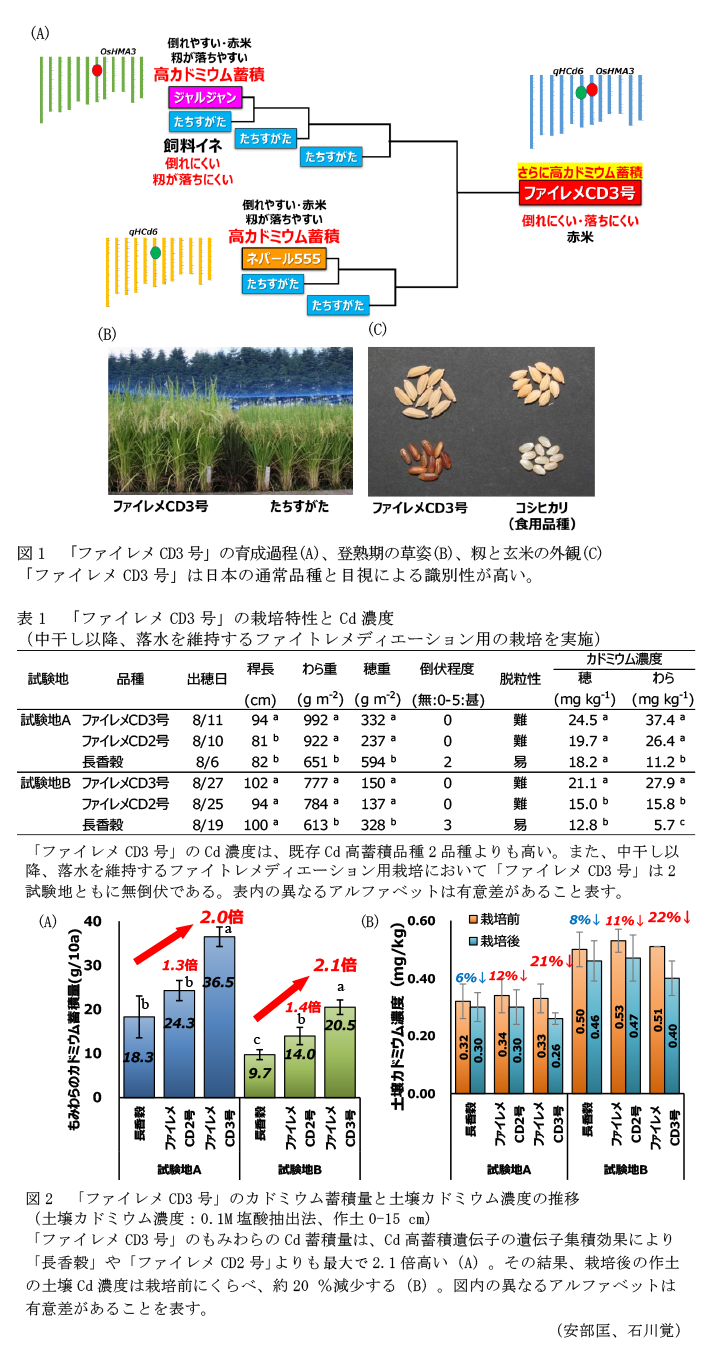 図1 「ファイレメCD3号」の育成過程(A)、登熟期の草姿(B)、籾と玄米の外観(C),表1 「ファイレメCD3号」の栽培特性とCd濃度,図2 「ファイレメCD3号」のカドミウム蓄積量と土壌カドミウム濃度の推移