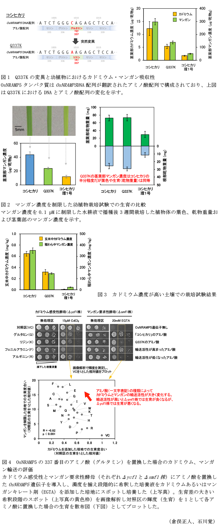 図1 Q337Kの変異と幼植物におけるカドミウム・マンガン吸収性,図2 マンガン濃度を制限した幼植物栽培試験での生育の比較,図3 カドミウム濃度が高い土壌での栽培試験結果,図4 OsNRAMP5の337番目のアミノ酸(グルタミン)を置換した場合のカドミウム、マンガン輸送の評価