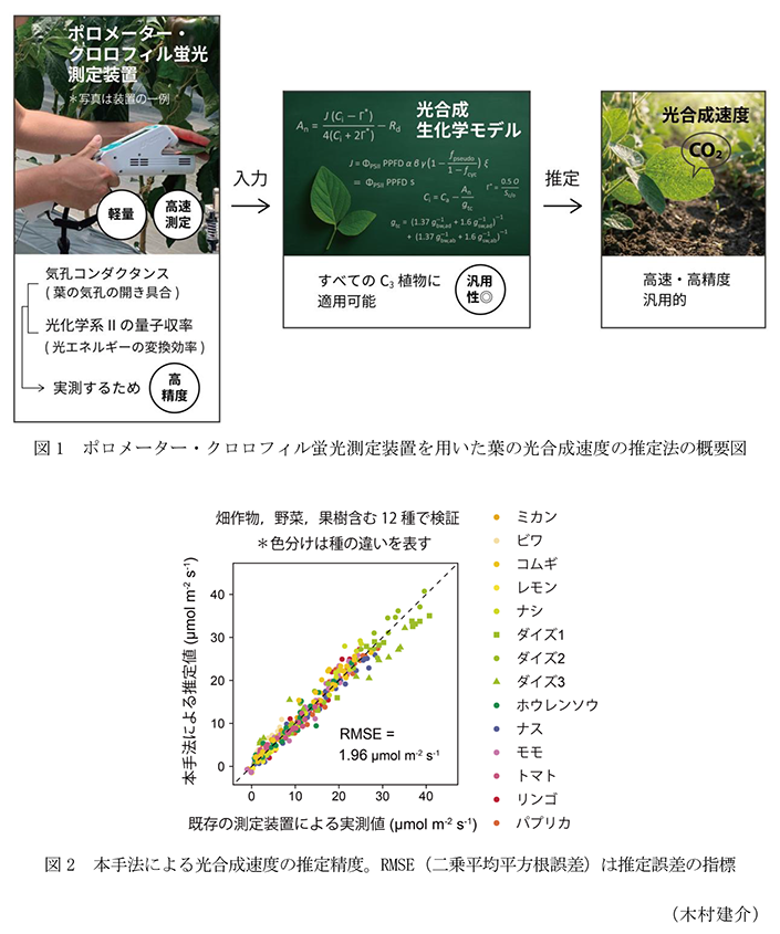 図1 ポロメーター・クロロフィル蛍光測定装置を用いた葉の光合成速度の推定法の概要図,図2 本手法による光合成速度の推定精度。RMSE(二乗平均平方根誤差)は推定誤差の指標