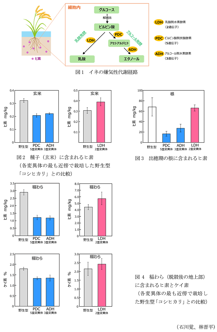 図1 イネの嫌気性代謝経路,図2 種子(玄米)に含まれるヒ素,図3 出穂期の根に含まれるヒ素,図4 稲わら(脱穀後の地上部)に含まれるヒ素とケイ素