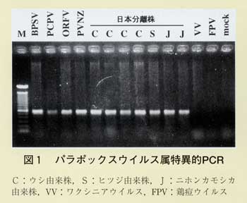 図1 パラポックスウイルス属特異的PCR
