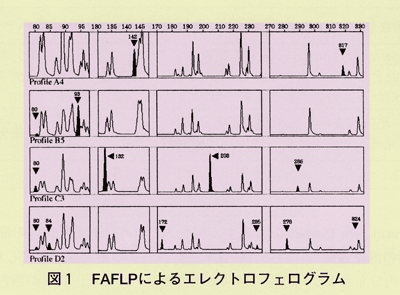 図1 FAFLPによるエレクトロフェログラム