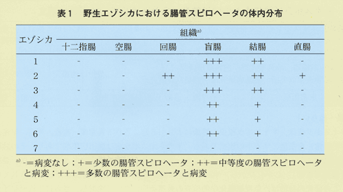 表1 野生エゾシカにおける腸管スピロヘータの体内分布