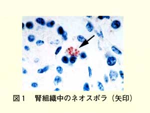 図1 腎組織中のネオスポラ