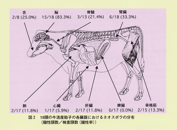 図2 18頭の牛流産胎子の各臓器におけるネオスポラの分布