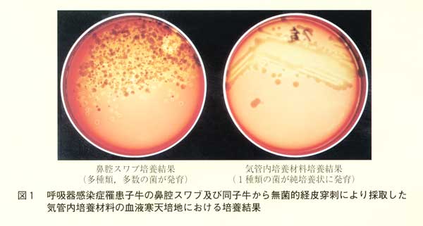 図1 呼吸器感染症罹患子牛の鼻腔スワブ及び同子牛から無菌的経皮穿刺により採取した気管内培養材料の血液寒天培地における培養結果