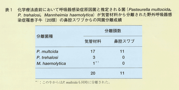 表1 化学療法直前において呼吸器感染症原因菌と推定される菌が気管材料から分離された野外呼吸器感染症子牛の鼻腔スワブからの同菌分離成績