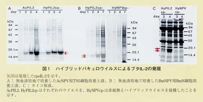 図1 ハイブリッドバキュロウイルスによるブタIL-2の発現