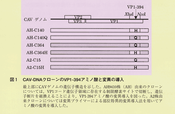 図1 CAV-DNAクローンのVP1-394アミノ酸と変異の導入