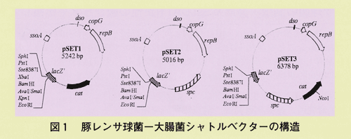 図1 豚レンサ球菌ー大腸菌シャトルベクターの構造