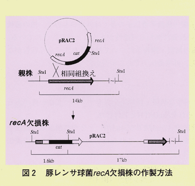 図2 豚レンサ球菌recA欠損株の作製方法