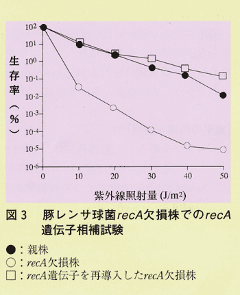 図3 豚レンサ球菌recA欠損株でのrecA遺伝子相補試験