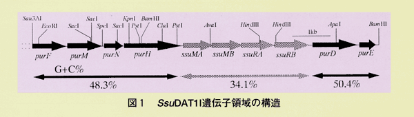 図1 SsuDAT1l遺伝子領域の構造