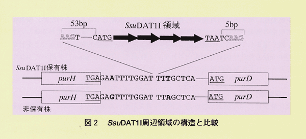 図2 SsuDAT1l周辺領域の構造と比較