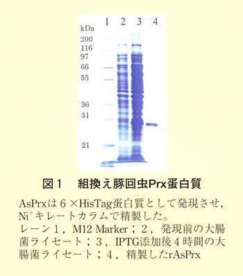 図1 組換え豚回虫Prx蛋白質
