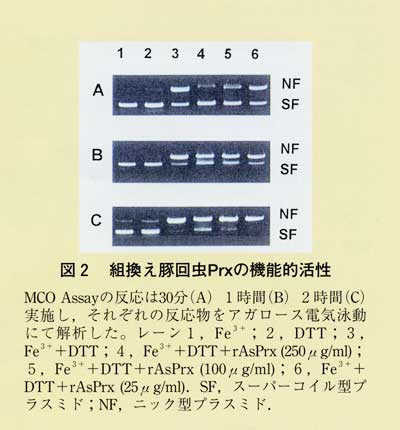 図2 組換え豚回虫Prxの機能的活性