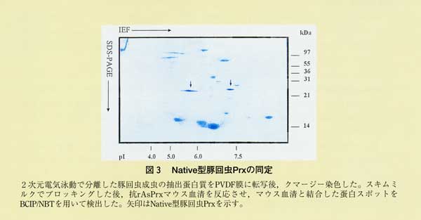 図3 Native型豚回虫Prxの同定