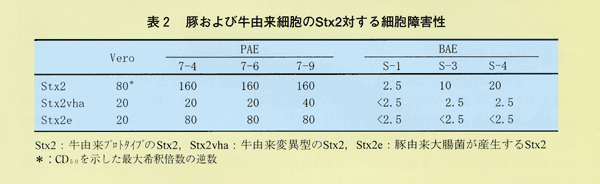 表2 豚および牛由来細胞のStx2対する細胞障害性