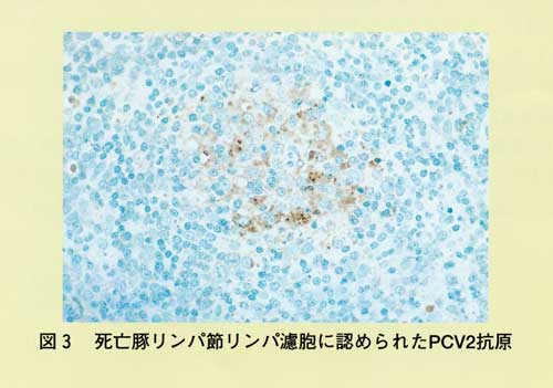 図3 死亡豚リンパ節リンパ濾胞に認められたPCV2抗原