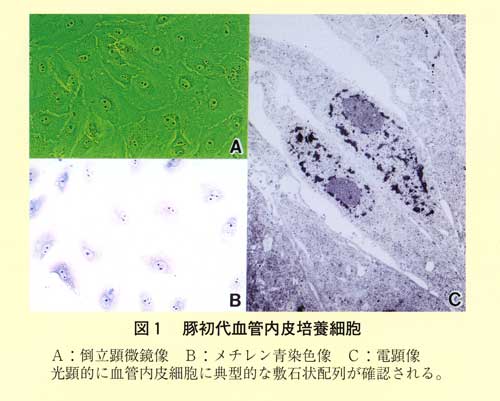 図1 豚初代血管内皮培養細胞