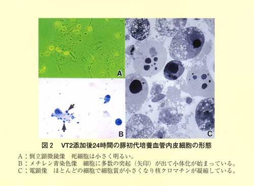 図2 VT2添加後24時間の豚初代培養血管内皮細胞の形態