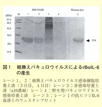 図1 組換えバキュロウイルスによるrBoiL-6の産生