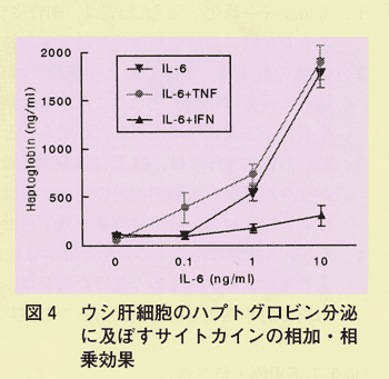 図4 ウシ肝細胞のハプトグロビン分泌に及ぼすサイトカインの相加・相乗効果