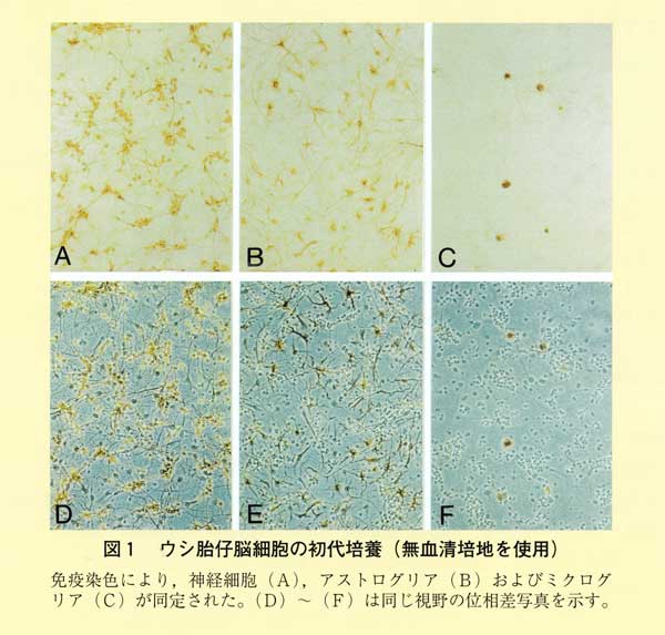 図1 ウシ胎仔の脳細胞の初代培養