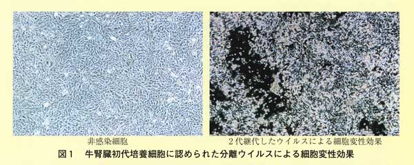 図1 牛腎臓初代培養細胞に認められた分離ウイルスによる細胞変性効果