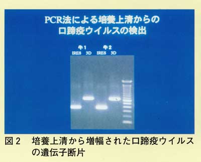 図2 培養上清から増幅された口蹄疫ウイルスの遺伝子断片