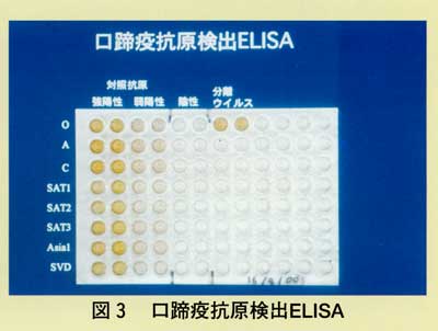 図3 口蹄疫抗原検出ELISA