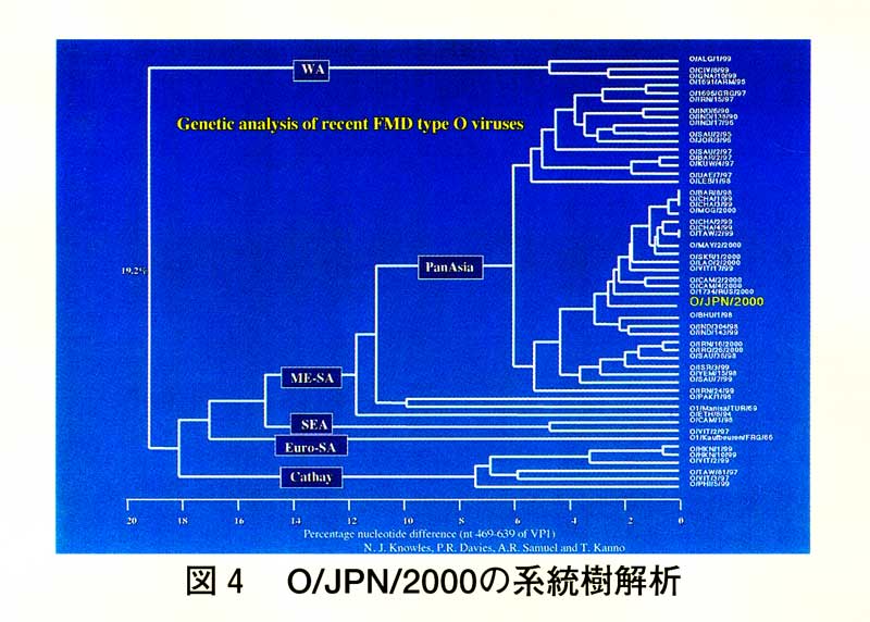 図4 O/JPN/2000の系統樹解析