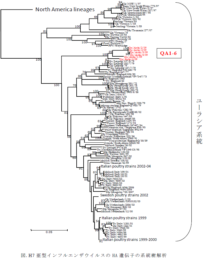 図.H7 亜型インフルエンザウイルスのHA 遺伝子の系統樹解析