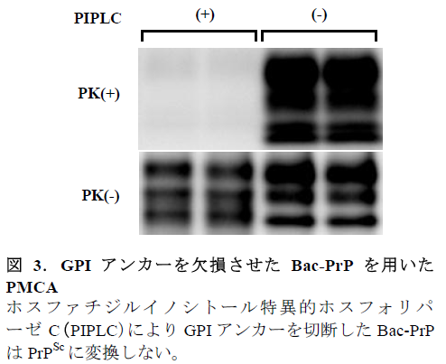 図3.GPI アンカーを欠損させたBac-PrP を用いたPMCA