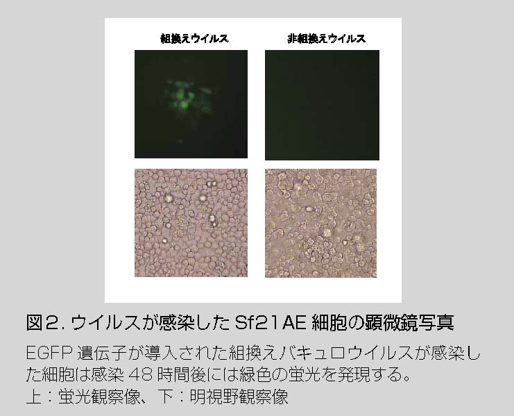 図2.ウイルスが感染したSF21AE細胞の顕微鏡写真
