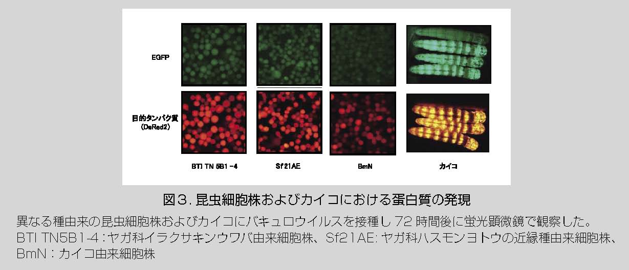 図3.昆虫細胞株およびカイコにおける蛋白質の発現