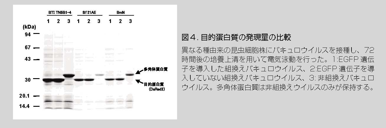 図4.目的蛋白質の発現量の比較